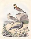 1861 M&#233;l&#232;ze Lerchen Lark Alouette Oiseaux Oiseau Oiseaux Birds Lithographie