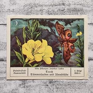 Pflanzen Insekten Dämmerfarben Palmin Post Sammelbild 2. Folge Reklame alt Deko - Bild 1 von 2