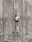 Nanking China Man Standing In Bamboo Forest OLD PHOTO