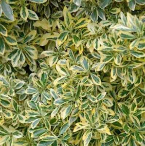 Gelbbunter Japanischer Spindelstrauch 60-80cm - Euonymus japonicus - Bild 1 von 1
