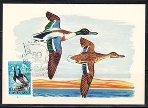 Soviet Russia 1972 Maxi Card. Ducks.Cancelled in Vilnius.Lithuania.Water birds - Picture 1 of 2