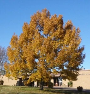 Sawtooth Oak Tree - 18-24" Tall - Live Plant - Bareroot - Quercus acutissima - Picture 1 of 14
