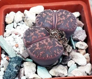 'Fred's Redhead' semillas Lithops lesliei 10 piezas 2021 - Imagen 1 de 2
