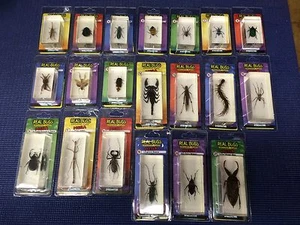 M3D- DeAgostini Encased REAL BUG / Bichos / Insectos NUEVO en PACK con Tarjeta de Coleccionista - Imagen 1 de 7