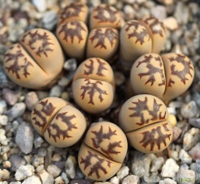 SEEDS - Lithops dorotheae "Zorro" 10seeds  - Image 1 of 2