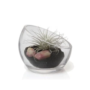 - Round, Handmade Clear Glass Bowl for Succulents, Cacti, Air Plants, Moss, T... - Picture 1 of 1
