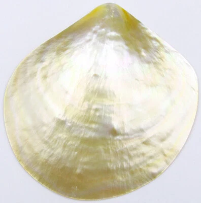 80mm-90mm Shell Natural Light Golden Mother of Pearl Collectibles Dish  - Image 1 of 4