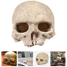 Dekoracja czaszki żywica syntetyczna model czaszki halloween szkieletowa głowa