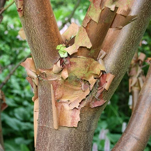 Acer griseum - Paperbark Maple - 5 Seeds - Lovely specimen tree - Picture 1 of 3