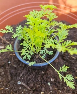 Artemisia annua, Einjähriger Beifuß, Pflanzen 3 bis 7 cm - Bild 1 von 7