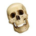 Resin Skull Human Model Collection Replikat fr die medizinische Ausbildung,