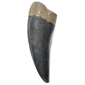TENET - DENTE DI TYRANNOSAURUS REX T-REX 13CM (REPLICA) - Foto 1 di 1