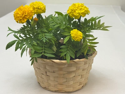 Круглая бамбуковая корзина со стеклянной чашей для растений или домашнего декора - Изображение 1 из 4