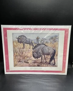 Black - Tailed Gnus Antique Print, Winifred Austen - Picture 1 of 3
