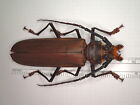 Cerambycidae - Callipogon similis 90 mm Brésil KZB770