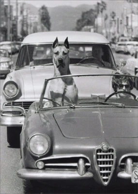 Tarjeta de cumpleaños divertida humorística Hollywood Dog In Sports Car America Collection Foto 1 de 3