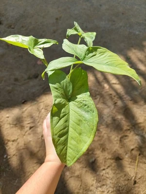 Syngonium ""Mojito"": follaje de mármol verde y crema, planta gráfica y... - Imagen 1 de 3