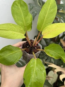 Highly Variegated Philodendron Thai Sunrise🌅 ~Established Indoor/Outdoor Plant - Picture 1 of 6
