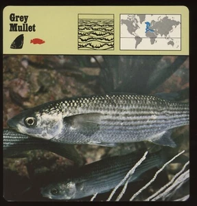 Tarjetas de safari para peces - Imagen 1 de 1