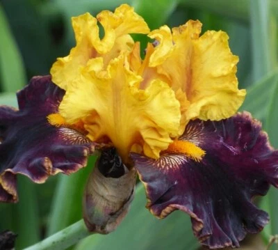 Sun Devil Bicolor Bearded Iris Rhizome, Yellow & Purple Flowering Plant, Root - Image 1 of 4