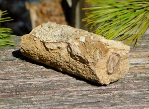 Wyoming versteinertes Holz fossiles Protokoll 268g für Lapidardisplay Meditation - Bild 1 von 13