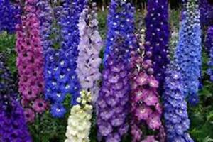 Delphinium Seed, 1000 Seeds, Giant Imperial Mix, Striking Mixed Colors
