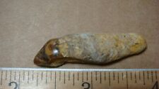 Wsd-16 Fossil Mammal Seal Rooted Tooth Shark Tooth Hill Bakersfield Chunk Miss
