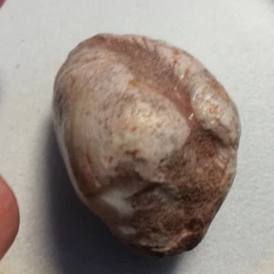 GRAN Cáscara Fosilizada/Opalizada Cruda - 91,25 CT - Cáscara de Ópalo Australiano Natural - Imagen 1 de 4