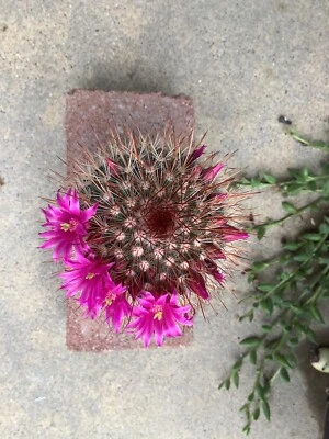 Mammillaria spinosissima - 'Red Headed Irishman' Shipped In 2.5" pot - Image 1 of 4