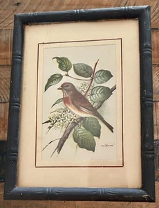 Small Vtg Bird Print by Ph Gonner Black Painted Bamboo Design Frame Pre Owned - Picture 1 of 4