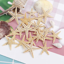 1 Box White Starfish White Exquisite Mixed Starfish Seashell Diy Crafts