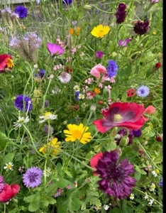 10g Wild Flower seeds PURE - NO GRASS - 32+ types seeds Meadow Garden BEE - Imagen 1 de 1
