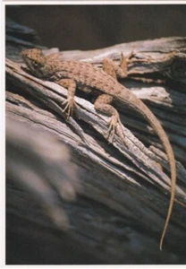 Eastern Fence Lizard - Picture 1 of 2