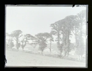Antique Glass Negative "Cow's Grazing Trees Farm" 1800-1900s 10.7x8.2cm #4.27 - Picture 1 of 3