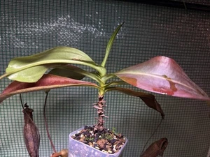 NEPENTHES Rokko X campanulata - Picture 1 of 1