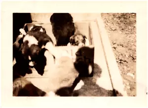 Cute Puppy Dogs in Old Dutch Cleanser Box 1920s Antique Photo - Picture 1 of 2