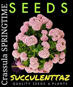 Crassula SPRINGTIME 20 x Seeds Echeveria family SUCCULENT Cactus Cacti collect - Picture 1 of 5