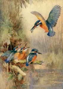 KINGFISHER AND YOUNG BEAUTIFUL BIRD GREETING NOTE CARD - Picture 1 of 1