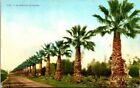 Los Angeles, California~An Avenue of Palms~Postcard~c1910