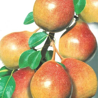 PIANTA DA FRUTTO PERO MOSCATELLA in vaso 20 età 2/3 anni (foto reali)