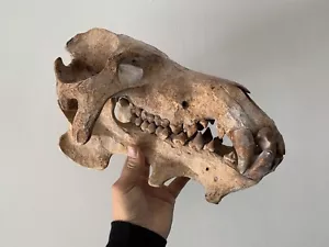 Crane de Daeodon replica museum quality - Imagen 1 de 4