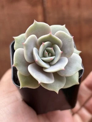 2” Echeveria Lola Succulent - Image 1 of 4