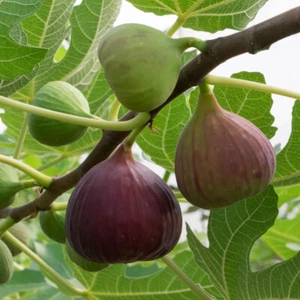 Standard Fig Tree, Brown Turkey, Self-Fertile, Sweet Fruit, Hardy, 70-100cm, 3L - Picture 1 of 6