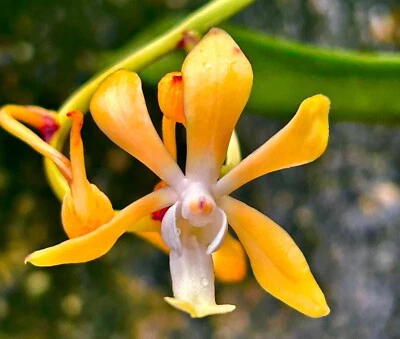 Neofinetia Híbrido Naranja Sol New Fragancia Aufgebunden XL Orquídea Vanda - Imagen 1 de 4