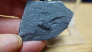 IMPRESE GEOLOGICHE trilobite fossile ordoviciano Porterfieldia punctata Eng. - Foto 1 di 4