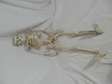 Human Medical Anatomy Fullbody Skeleton Model 30" Tall Halloween Vintage 