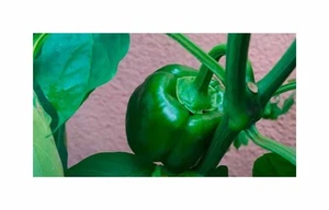 10 Korn Paprika Wiener Calvill Garten Pflanzen - Samen F-S277 - Picture 1 of 6