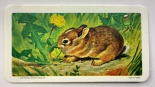 Animals and Their Young Eastern Cottontail No 12 Red Rose Tea Card CC600