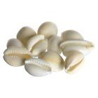 Natural Maha Laxmi Kodi Shells/Kauri/Kaudi/Cowrie (White) - Set of 11 Pieces
