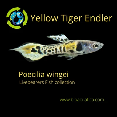 COLORIDO Y LINDO 5 MACHOS AMARILLO TIGRE ENDLERS (Poecilia wingei) Foto 1 de 4